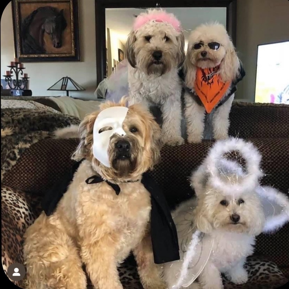 ⭐️Posh Ambassador II ⭐️ - Picture 14 of 16